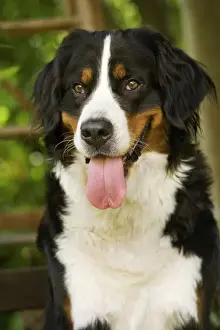 Bernese Mountain Dog. Also known as Berner Sennenhund