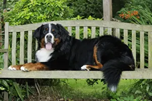 Benches Prints: Bernese Mountain Dog - laying on bench