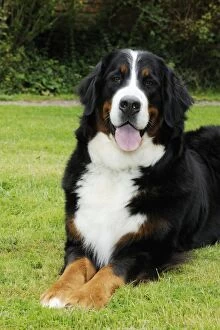 Images Dated 5th August 2009: Bernese Mountain Dog - laying on grass