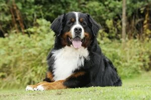 Images Dated 5th August 2009: Bernese Mountain Dog - laying on grass