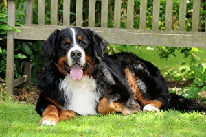 Work Breeds Collection: Bernese Mountain Dog - laying down on grass