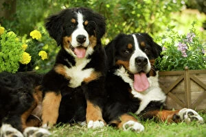 Mothers Collection: Bernese Mountain Dog - lying in garden with puppy. Also known as Berner Sennenhund