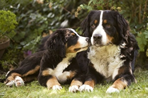 Bernese Mountain Dog - lying in garden with puppy