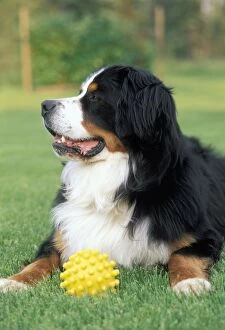 Bernese Gallery: Bernese Mountain Dog, male with toy in grass