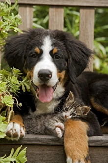 Images Dated 2nd September 2007: Bernese Mountain Dog - three month of puppy with two month old tabby kitten