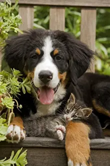 Bernese Mountain Dog - three month of puppy with two month old tabby kitten