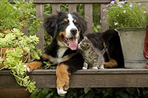 Curiosity Prints: Bernese Mountain Dog - three month of puppy with two month old tabby kitten