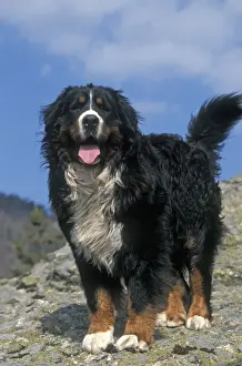 Bernese Mountain Dog - With mouth open and tongue out