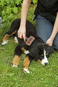 Images Dated 20th August 2007: Bernese Mountain Dog - puppy being brushed