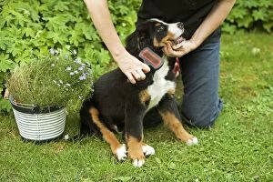 Bernese Gallery: Bernese Mountain Dog - puppy being brushed