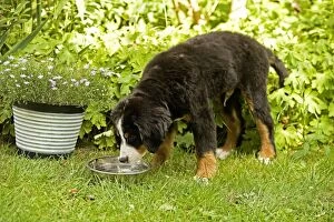 Images Dated 19th August 2007: Bernese Mountain Dog - puppy drinking from bowl in garden. Also known as Berner Sennenhund