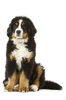 Bernese Mountain Dog - puppy. Also known as Berner Sennenhund or Bouvier Bernois (French)