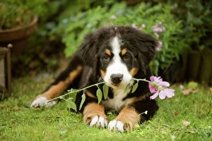 Puppies Collection: Bernese Mountain Dog - puppy lying down with flower in mouth. Also known as Berner Sennenhund