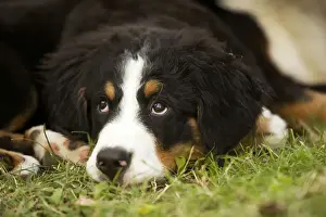 Bernese Mountain Dog - puppy lying in garden. Also known as Berner Sennenhund