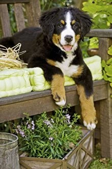 Images Dated 19th August 2007: Bernese Mountain Dog - puppy lying on garden bench. Also known as Berner Sennenhund
