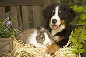 Images Dated 19th August 2007: Bernese Mountain Dog - puppy lying on garden bench with rabbit. Also known as Berner Sennenhund