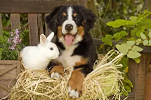 Garden Furniture Prints: Bernese Mountain Dog - puppy lying on garden bench with rabbit