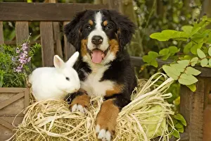 Bernese Mountain Dog - puppy lying on garden bench with rabbit. Also known as Berner Sennenhund