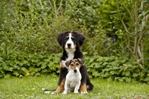 Images Dated 2nd September 2007: Bernese Mountain Dog - puppy sitting with three month old Jack Russell Terrier