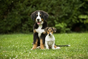 Images Dated 2nd September 2007: Bernese Mountain Dog - puppy sitting with three month old Jack Russell Terrier