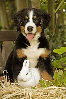 Garden Furniture Prints: Bernese Mountain Dog - puppy sitting next to rabbit. Also known as Berner Sennenhund