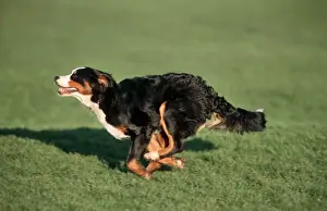 Bernese Mountain Dog running in garden