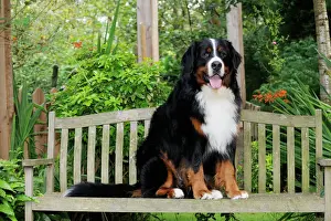 Bernese Mountain Dog - sitting on bench