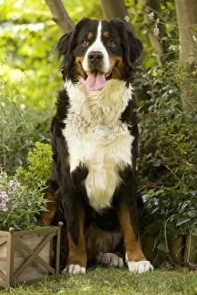 Images Dated 19th August 2007: Bernese Mountain Dog - sitting in garden. Also known as Berner Sennenhund