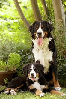 Happy Prints: Bernese Mountain Dog - sitting in garden with puppy. Also known as Berner Sennenhund