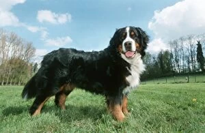 Bernese Mountain Dog, standing, side view in meadow
