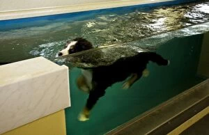 Bernese Mountain Dog swimming in pool