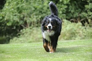 Images Dated 5th August 2009: Bernese Mountain Dog - walking on grass