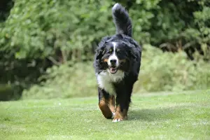 Bernese Mountain Dog - walking on grass