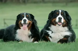 Bitch Prints: Bernese Mountain Dogs - Pair lying in garden