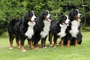 Images Dated 5th August 2009: Bernese Mountain Dogs - standing on grass