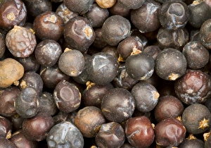 Images Dated 4th November 2008: Berries of Common Juniper Juniperus communis used as flavour in gin, cooking; from Turkey