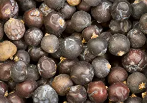 Culinary Prints: Berries of Common Juniper Juniperus communis used as flavour in gin, cooking; from Turkey