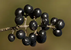 Shrubs Prints: Berries of common privet