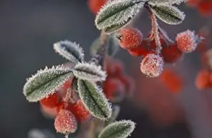 Berries - covered in frost