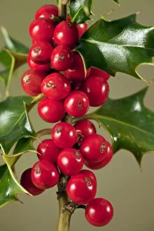Aquifolium Gallery: Berries of Holly - in autumn
