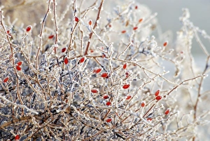 Images Dated 6th December 2010: Berries/ Rose hips - Wild Rose in hedge, covered in frost