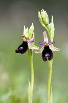 Images Dated 3rd May 2011: Bertoloni's Bee Orchid
