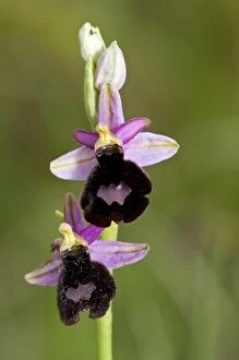 Images Dated 17th May 2012: Bertoloni's Bee Orchid