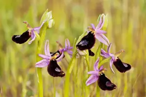 Pollination Prints: Bertoloni's Orchid - Gargano Peninsula, Italy