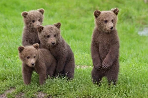 Best friends - Four cute Brown Bear cubs