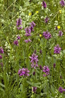 Images Dated 13th June 2011: Betony - in flower in meadow