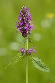 Images Dated 4th July 2007: Betony (Stachys officinalis = Betonica) in flower, in old pasture. Widespread in grasslands in UK