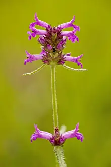 Betony, Stachys officinalis = Betonica in meadow, Dorset