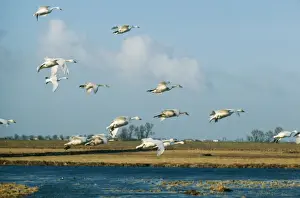 Bewick Swan