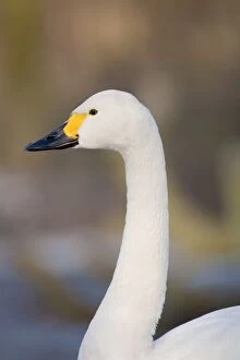 Images Dated 9th January 2009: Bewick Swan